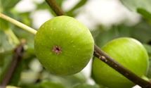 Feigenbaum