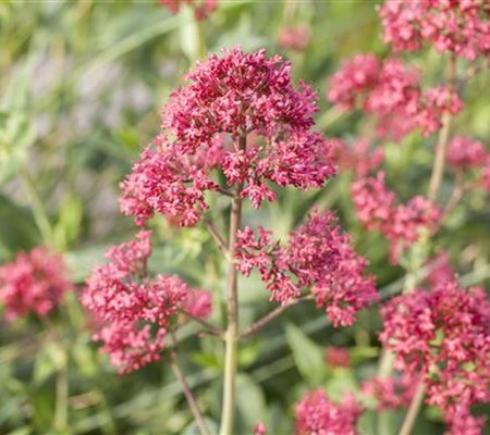 Centranthus ruber 'Coccineus'