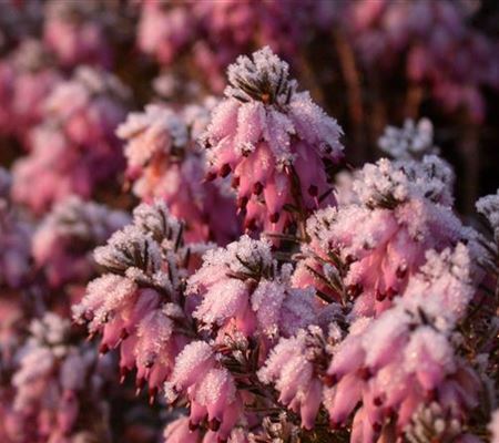 Erica carnea rosa