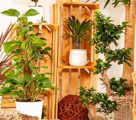 Pflanzen-Giganten mit Stil und Charme