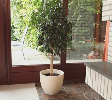 Birkenfeige - Einpflanzen in ein Gefäss