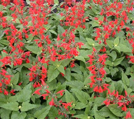 Salvia elegans 'Scarlet Pinapple' Salvia elegans 'Scarlet Pinapple'