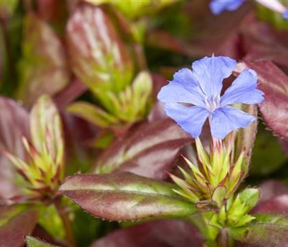 Ceratostigma plumbaginoides