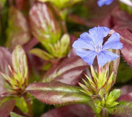 Ceratostigma plumbaginoides