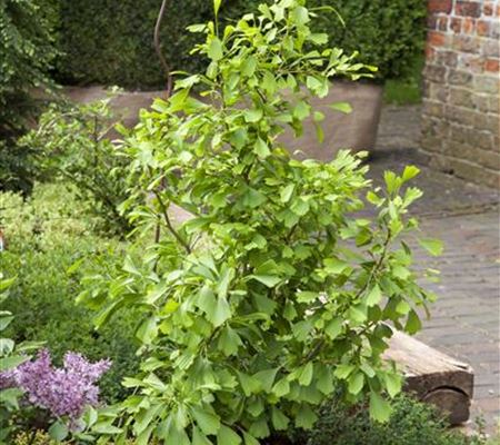 Ginkgo biloba 'Saratoga' Ginkgo biloba 'Saratoga'