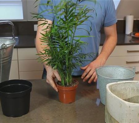 Chinesische Bergpalme - Einpflanzen in ein Gefäss