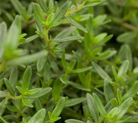Satureja montana ssp. montana