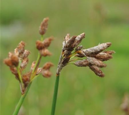Schoenoplectus lacustris Schoenoplectus lacustris