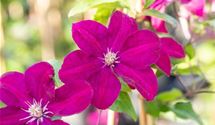 Waldrebe, Clematis