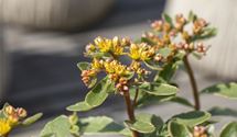 Buntlaubiges Garten-Fettblatt