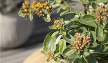 Buntlaubiges Garten-Fettblatt