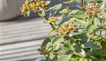Buntlaubiges Garten-Fettblatt