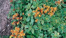 Buntlaubiges Garten-Fettblatt
