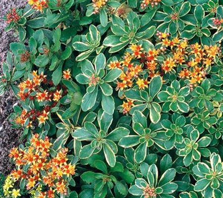 Sedum kamtschaticum 'Variegatum'