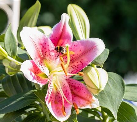Beim Sommerzwiebeln pflanzen ein paar Dinge bedenken! Beim Sommerzwiebeln pflanzen ein paar Dinge bedenken!