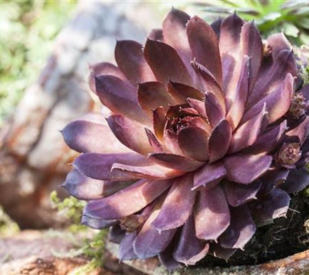Sempervivum x cultorum 'Palisander'