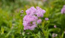 Akeleiblättrige Wiesenraute