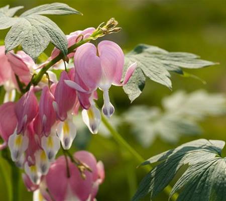Dicentra spectabilis