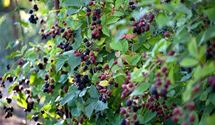 Rubus 'Loch Ness' ('Nessy')