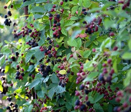 Rubus 'Loch Ness' ('Nessy') Rubus 'Loch Ness' ('Nessy')