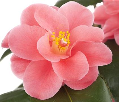 Camellia japonica rosa Camellia japonica rosa
