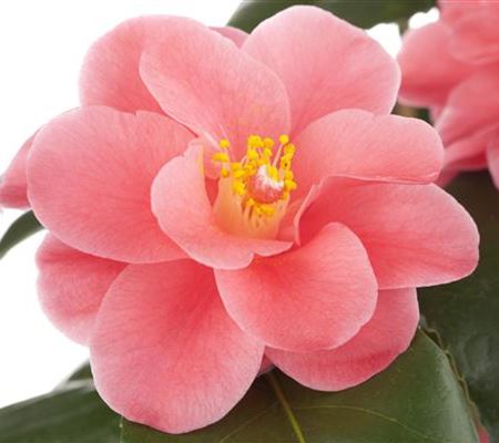 Camellia japonica rosa Camellia japonica rosa