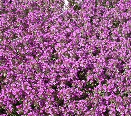 Thymus serpyllum
