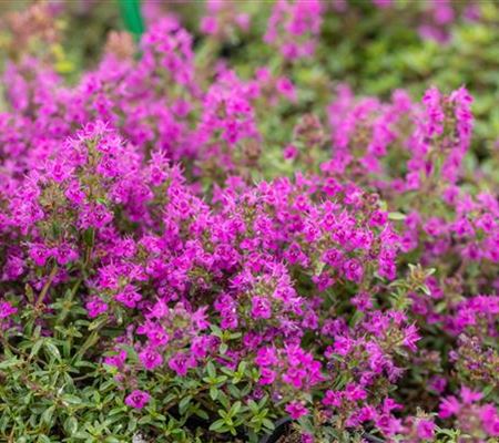 Thymus praecox 'Purple Beauty'