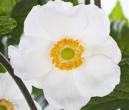 Anemone sylvestris Anemone sylvestris