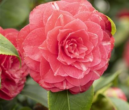 Camellia japonica rot Camellia japonica rot