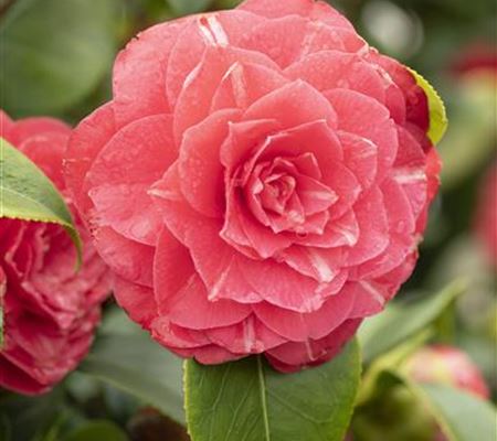 Camellia japonica rot Camellia japonica rot