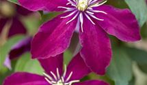 Waldrebe, Clematis