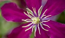 Waldrebe, Clematis