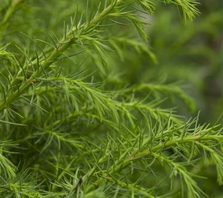 Cryptomeria japonica 'Elegans Viridis' Cryptomeria japonica 'Elegans Viridis'