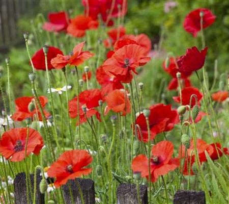 Der Klatschmohn – vom Acker in den Garten
