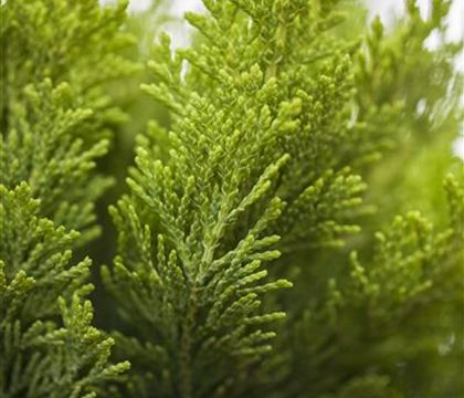 Chamaecyparis lawsoniana 'Minima Aurea' Chamaecyparis lawsoniana 'Minima Aurea'