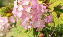 Hortensie