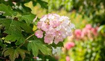 Hortensie