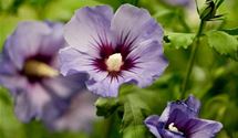 Hibiscus, Eibisch