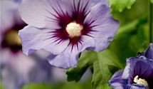 Hibiscus, Eibisch