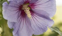Hibiscus, Eibisch