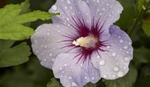 Hibiscus, Eibisch