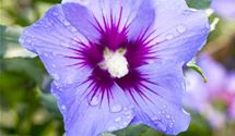 Hibiscus, Eibisch