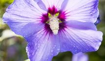 Hibiscus, Eibisch