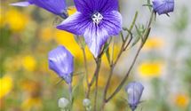 Pfirsichblättrige Glockenblume