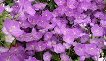 Pfirsichblättrige Glockenblume