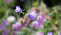 Pfirsichblättrige Glockenblume