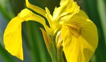 Gelbe Schwertlilie