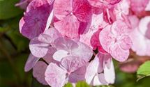 Hortensie