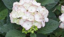 Hortensie